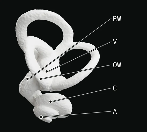 The published segmentation of a human bony labyrinth from micro-CT, rendered as a white surface, with its five published landmarks marked by their codes.