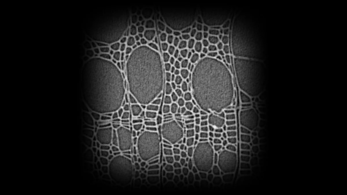 A real micro-CT cross-section of poplar wood: vessels and fibre cell walls.